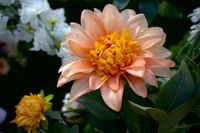 close-up afbeelding van een oranje zijden dahlia met in de achtergrond verschillende andere bloemen